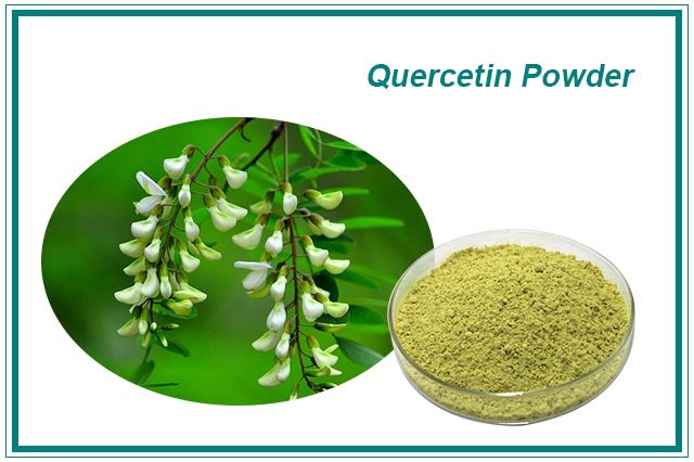 Quercetin-Extrakt-Pulver
