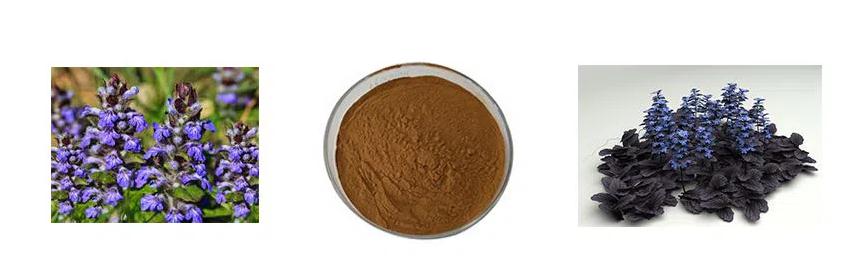 turkesterone powder