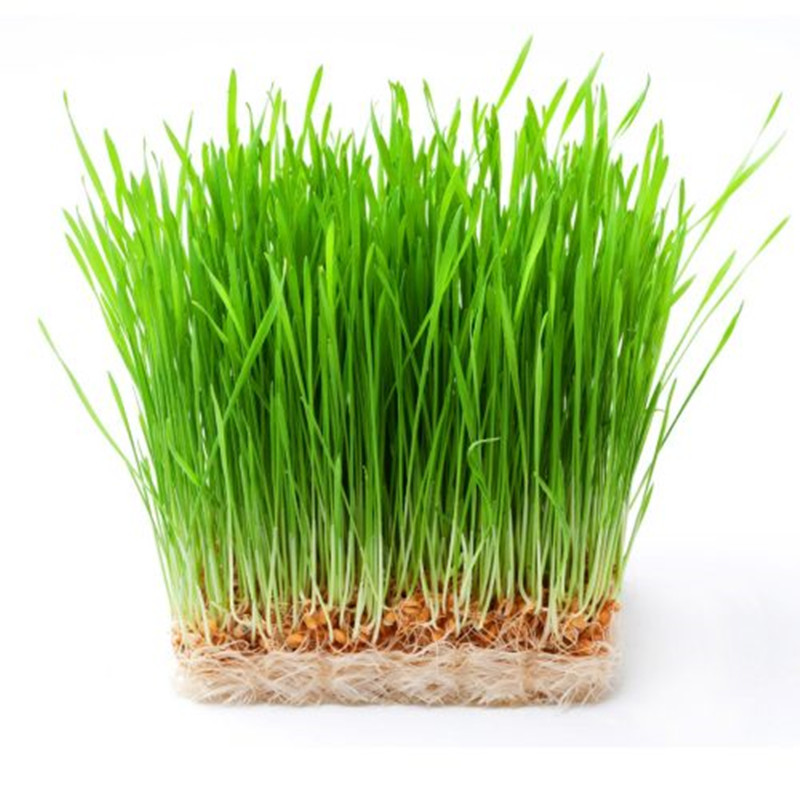 Weizengrass