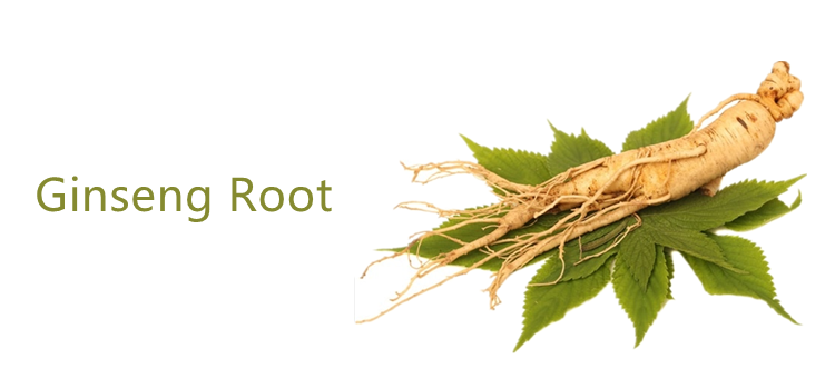 ginseng root