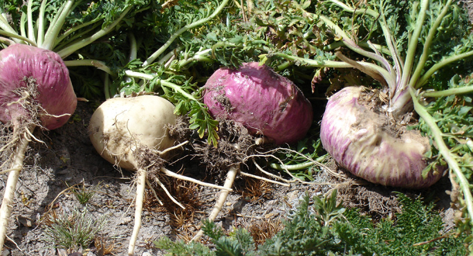 Mehr über die Vorteile von Maca-Pulver!