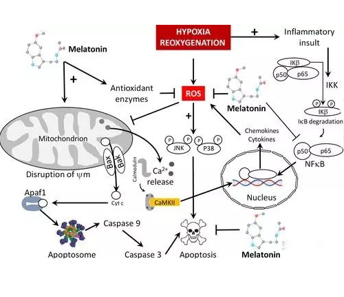 melatonin