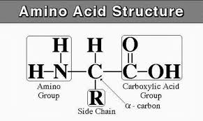 structure of amino acids