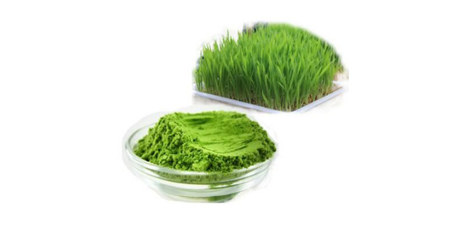 wheat grass powder