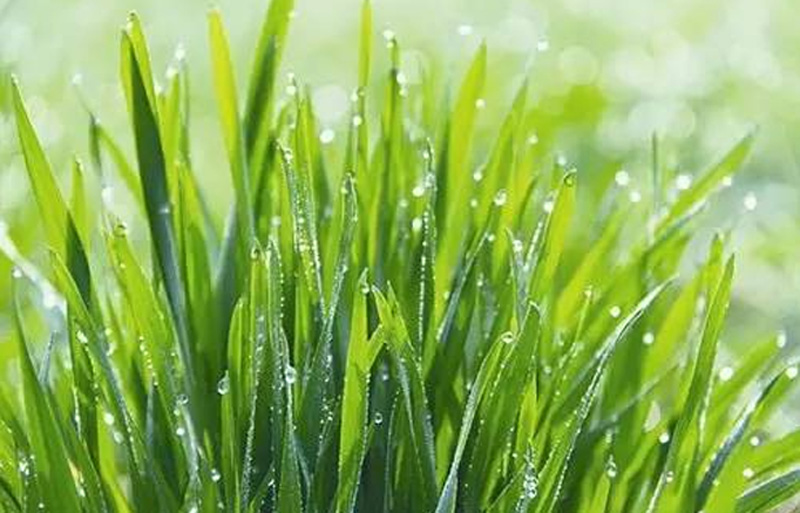 wheat grass