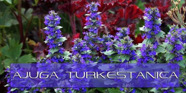 Estratto di Ajuga Turkestanika