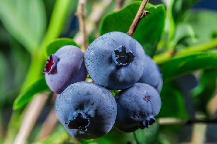 bayas de Acai