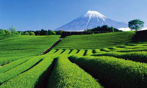 matcha farm